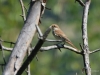 Filename=368_fotowilga~32.JPG
Filesize=249KB
Dimensions=700x525
Date added=Dec 29, 2019 368_fotowilga~32.JPG