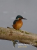 369_fotowilga~22.JPG