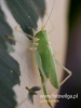 Filename=370_fotowilga~31.JPG
Filesize=56KB
Dimensions=360x480
Date added=Dec 05, 2017 370_fotowilga~31.JPG