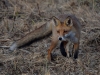 Filename=370_fotowilga~6.JPG
Filesize=341KB
Dimensions=700x525
Date added=Nov 14, 2018 370_fotowilga~6.JPG