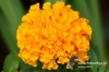 Filename=372_fotowilga~30.JPG
Filesize=71KB
Dimensions=640x427
Date added=Jan 05, 2018 372_fotowilga~30.JPG