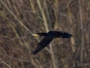 Filename=372_fotowilga~31.JPG
Filesize=238KB
Dimensions=700x525
Date added=May 29, 2019 372_fotowilga~31.JPG