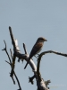 Filename=372_fotowilga~35.JPG
Filesize=198KB
Dimensions=525x700
Date added=Dec 29, 2019 372_fotowilga~35.JPG