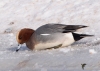 Filename=373_fotowilga~24.JPG
Filesize=244KB
Dimensions=700x499
Date added=Feb 27, 2021 373_fotowilga~24.JPG