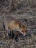 Filename=373_fotowilga~33.JPG
Filesize=318KB
Dimensions=525x700
Date added=Nov 14, 2018 373_fotowilga~33.JPG