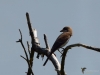 Filename=373_fotowilga~36.JPG
Filesize=213KB
Dimensions=700x525
Date added=Dec 28, 2019 373_fotowilga~36.JPG