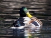 Filename=374_fotowilga~16.JPG
Filesize=304KB
Dimensions=700x525
Date added=Oct 23, 2018 374_fotowilga~16.JPG