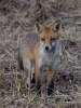 Filename=374_fotowilga~29.JPG
Filesize=334KB
Dimensions=525x700
Date added=Nov 14, 2018 374_fotowilga~29.JPG