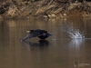 Filename=374_fotowilga~31.JPG
Filesize=251KB
Dimensions=700x525
Date added=Jan 08, 2019 374_fotowilga~31.JPG