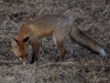 Filename=376_fotowilga~22.JPG
Filesize=351KB
Dimensions=700x525
Date added=Jul 23, 2019 376_fotowilga~22.JPG