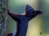 Filename=376_fotowilga~28.JPG
Filesize=244KB
Dimensions=700x525
Date added=Sep 30, 2018 376_fotowilga~28.JPG