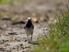Filename=376_fotowilga~33.JPG
Filesize=266KB
Dimensions=700x525
Date added=Jun 20, 2019 376_fotowilga~33.JPG