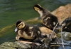 Filename=377_fotowilga~13.JPG
Filesize=85KB
Dimensions=640x452
Date added=Feb 26, 2016 377_fotowilga~13.JPG