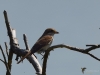 Filename=377_fotowilga~33.JPG
Filesize=236KB
Dimensions=700x525
Date added=Dec 20, 2019 377_fotowilga~33.JPG
