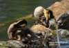Filename=378_fotowilga~10.JPG
Filesize=93KB
Dimensions=640x452
Date added=Mar 09, 2015 378_fotowilga~10.JPG