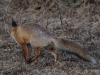 Filename=378_fotowilga~23.JPG
Filesize=327KB
Dimensions=700x525
Date added=Jan 12, 2019 378_fotowilga~23.JPG