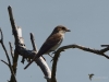 Filename=378_fotowilga~31.JPG
Filesize=218KB
Dimensions=700x525
Date added=Dec 23, 2019 378_fotowilga~31.JPG