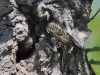Filename=378_fotowilga~38.JPG
Filesize=350KB
Dimensions=700x525
Date added=Mar 20, 2018 378_fotowilga~38.JPG