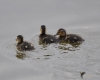 Filename=378_fotowilga~39.JPG
Filesize=229KB
Dimensions=700x560
Date added=Jan 16, 2019 378_fotowilga~39.JPG