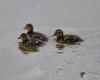 Filename=379_fotowilga~25.JPG
Filesize=225KB
Dimensions=700x560
Date added=Jan 16, 2019 379_fotowilga~25.JPG