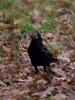 Filename=379_fotowilga~26.JPG
Filesize=280KB
Dimensions=525x700
Date added=Jan 23, 2018 379_fotowilga~26.JPG