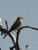 Filename=379_fotowilga~33.JPG
Filesize=199KB
Dimensions=525x700
Date added=Dec 31, 2019 379_fotowilga~33.JPG