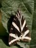 379_fotowilga~35.JPG