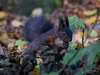Filename=380_fotowilga~26.JPG
Filesize=280KB
Dimensions=700x525
Date added=Mar 02, 2018 380_fotowilga~26.JPG