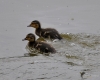 Filename=380_fotowilga~28.JPG
Filesize=242KB
Dimensions=700x560
Date added=Jan 16, 2019 380_fotowilga~28.JPG