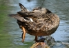 Filename=380_fotowilga~6.JPG
Filesize=350KB
Dimensions=720x508
Date added=Jul 16, 2014 380_fotowilga~6.JPG