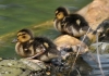 Filename=381_fotowilga~22.JPG
Filesize=289KB
Dimensions=700x493
Date added=Nov 01, 2017 381_fotowilga~22.JPG