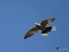Filename=382_fotowilga~28.JPG
Filesize=213KB
Dimensions=700x525
Date added=Jun 23, 2019 382_fotowilga~28.JPG