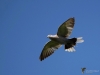Filename=383_fotowilga~26.JPG
Filesize=204KB
Dimensions=700x525
Date added=Jun 23, 2019 383_fotowilga~26.JPG