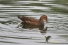 Filename=384_fotowilga~0.JPG
Filesize=108KB
Dimensions=720x480
Date added=Jan 15, 2013 384_fotowilga~0.JPG