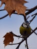 Filename=384_fotowilga~26.JPG
Filesize=212KB
Dimensions=525x700
Date added=Feb 13, 2018 384_fotowilga~26.JPG