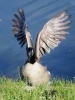 Filename=385_fotowilga~25.JPG
Filesize=289KB
Dimensions=525x700
Date added=Sep 14, 2018 385_fotowilga~25.JPG