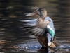 Filename=385_fotowilga~26.JPG
Filesize=273KB
Dimensions=700x525
Date added=Nov 11, 2018 385_fotowilga~26.JPG