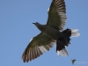 Filename=385_fotowilga~28.JPG
Filesize=204KB
Dimensions=700x525
Date added=Jun 23, 2019 385_fotowilga~28.JPG