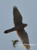 Filename=385_fotowilga~6.JPG
Filesize=47KB
Dimensions=360x480
Date added=May 30, 2015 385_fotowilga~6.JPG