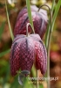 Filename=386_fotowilga~11.JPG
Filesize=70KB
Dimensions=339x480
Date added=Mar 29, 2016 386_fotowilga~11.JPG