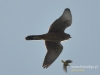 Filename=386_fotowilga~5.JPG
Filesize=55KB
Dimensions=640x480
Date added=May 30, 2015 386_fotowilga~5.JPG
