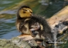 Filename=387_fotowilga~11.JPG
Filesize=94KB
Dimensions=640x452
Date added=Feb 25, 2016 387_fotowilga~11.JPG
