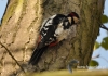Filename=387_fotowilga~9.JPG
Filesize=134KB
Dimensions=640x452
Date added=Jan 16, 2016 387_fotowilga~9.JPG