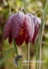 Filename=388_fotowilga~11.JPG
Filesize=67KB
Dimensions=339x480
Date added=Mar 29, 2016 388_fotowilga~11.JPG