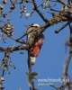 Filename=388_fotowilga~21.JPG
Filesize=65KB
Dimensions=384x480
Date added=Nov 08, 2017 388_fotowilga~21.JPG