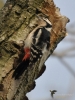 Filename=388_fotowilga~24.JPG
Filesize=285KB
Dimensions=525x700
Date added=Feb 25, 2018 388_fotowilga~24.JPG