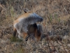 Filename=389_fotowilga~11.JPG
Filesize=355KB
Dimensions=700x525
Date added=Jan 14, 2019 389_fotowilga~11.JPG