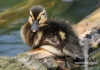 Filename=390_fotowilga~3.JPG
Filesize=334KB
Dimensions=720x508
Date added=Aug 19, 2014 390_fotowilga~3.JPG