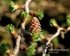 Filename=391_fotowilga~19.JPG
Filesize=98KB
Dimensions=595x480
Date added=Apr 05, 2017 391_fotowilga~19.JPG