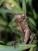 Filename=391_fotowilga~27.JPG
Filesize=76KB
Dimensions=360x480
Date added=Jan 15, 2018 391_fotowilga~27.JPG
